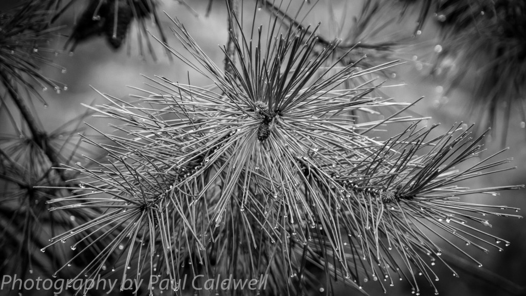 Pine needles after the rain 