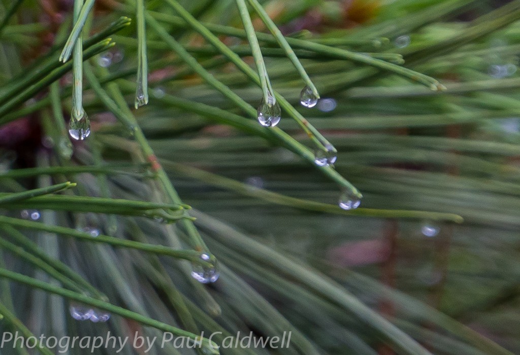 Drops on needles after the rain 