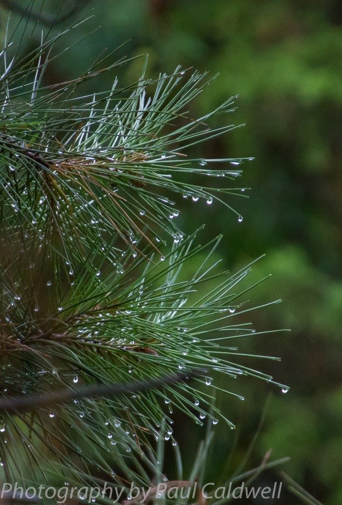 Vertical pine needles after the rain