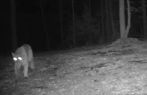 mountain lion and game camera 
